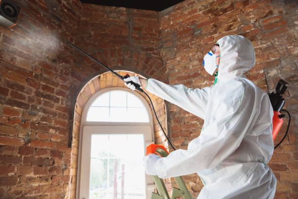 Biohazard Mold Removal in Commerce, CA